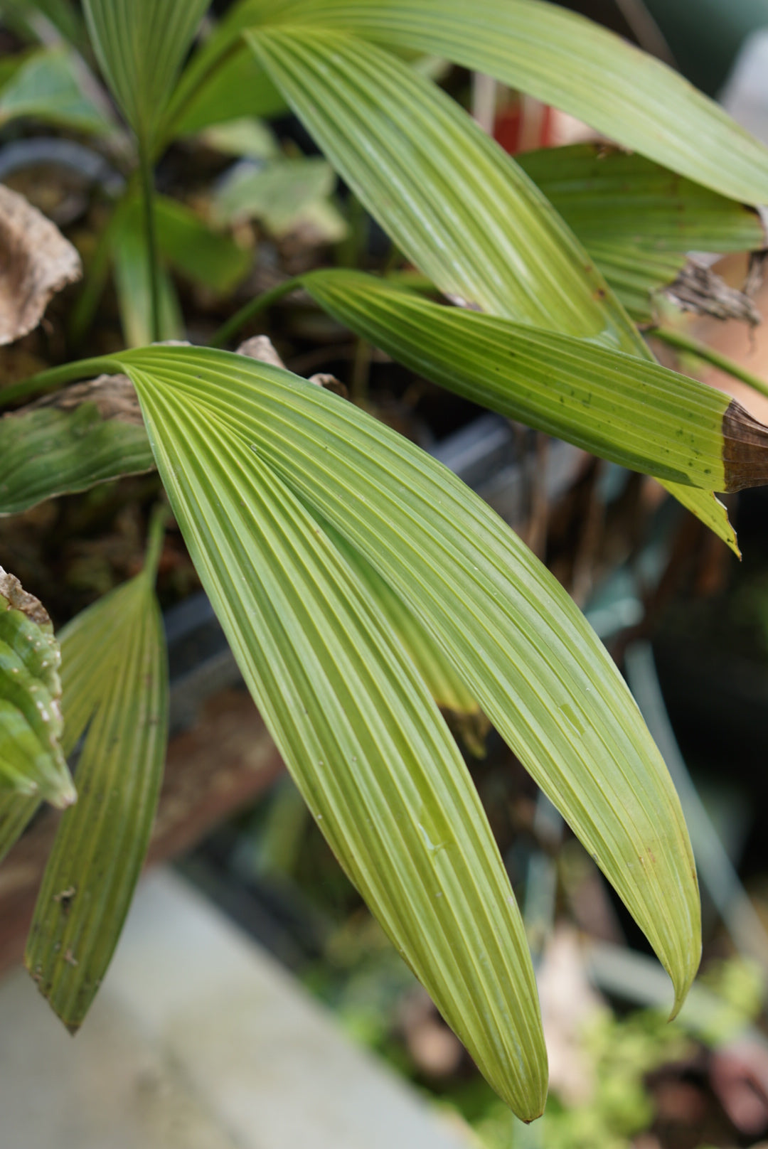 Dicranopygium sp Puerto Quito 3