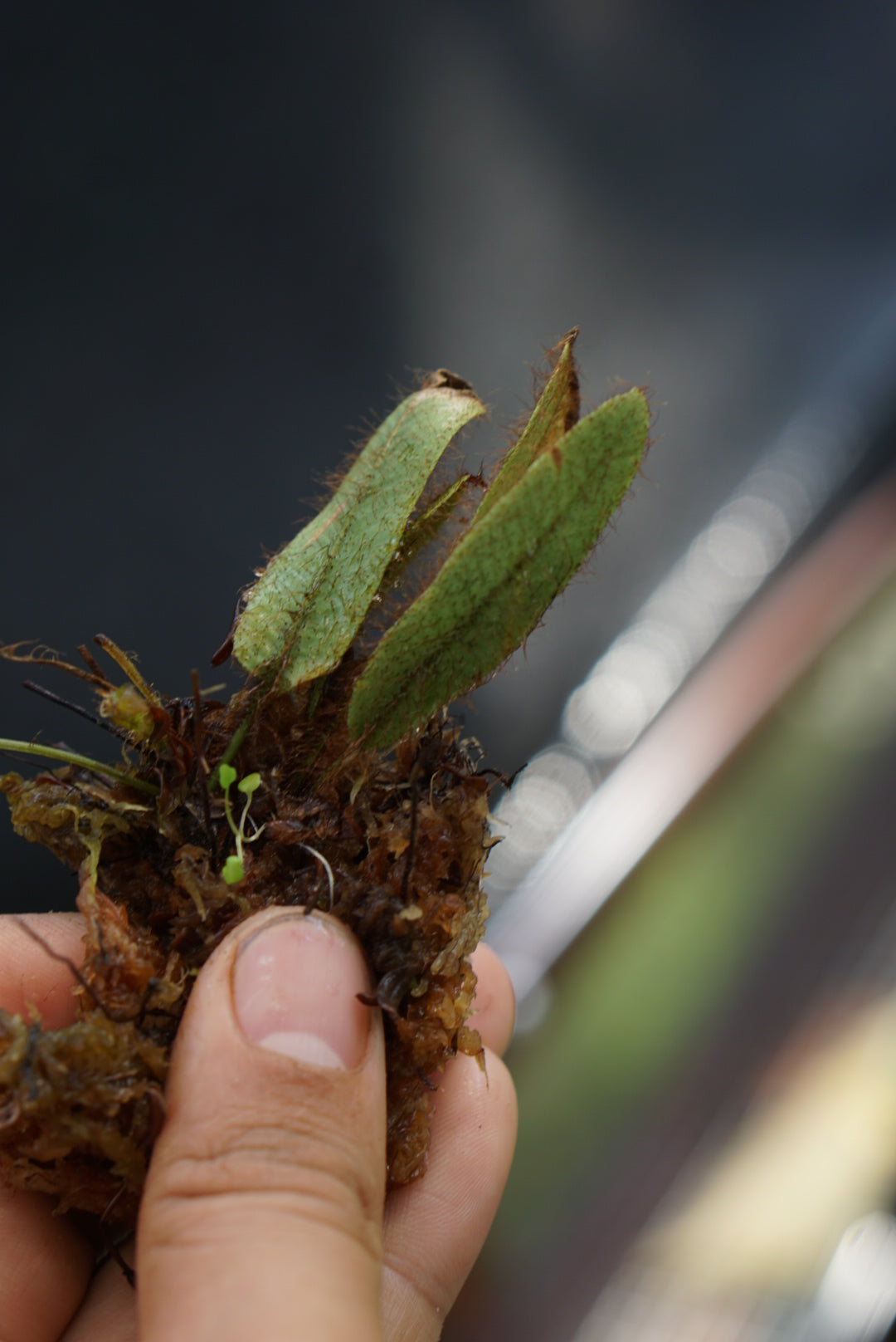 Elaphoglossum cf exsertipes