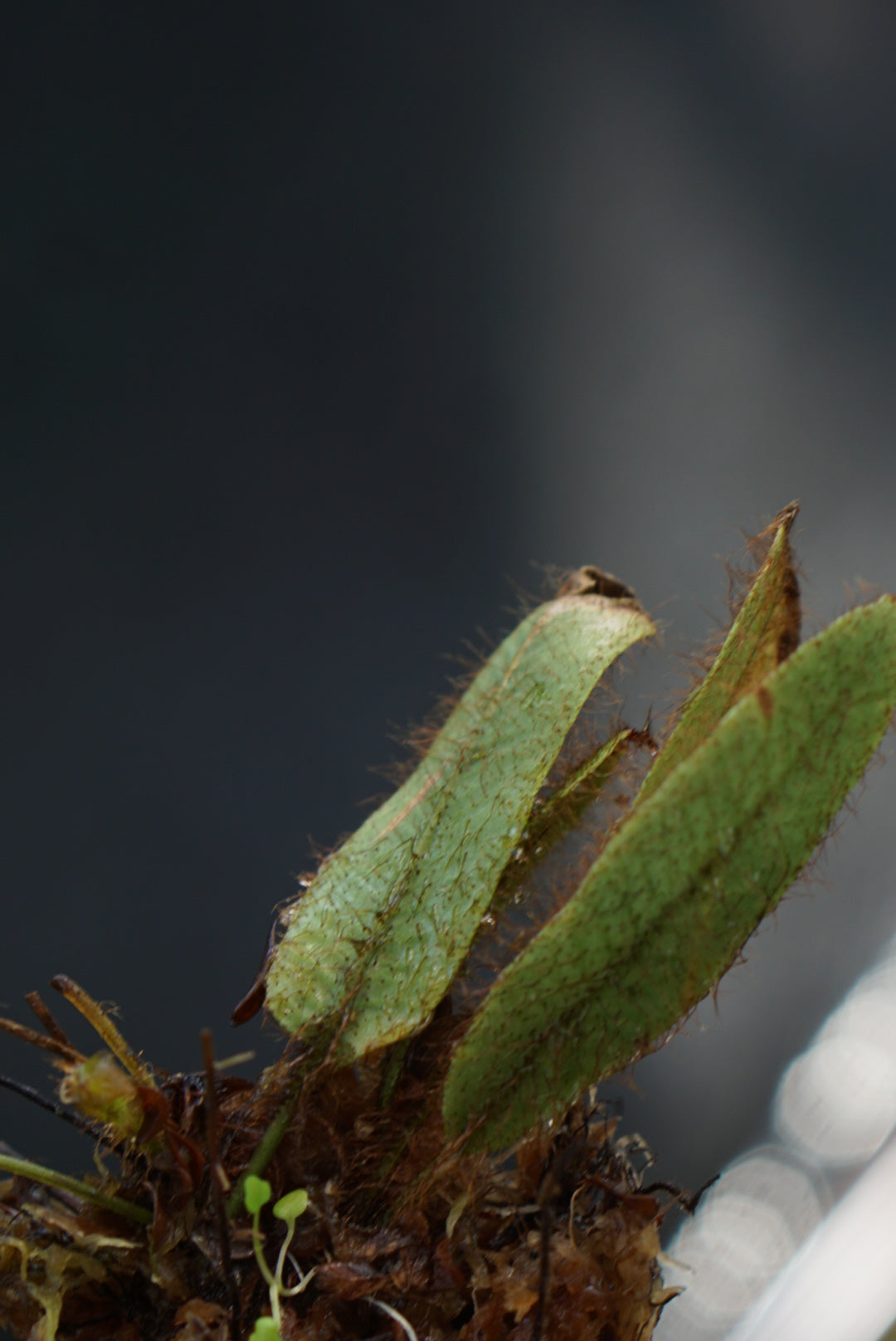 Elaphoglossum cf exsertipes