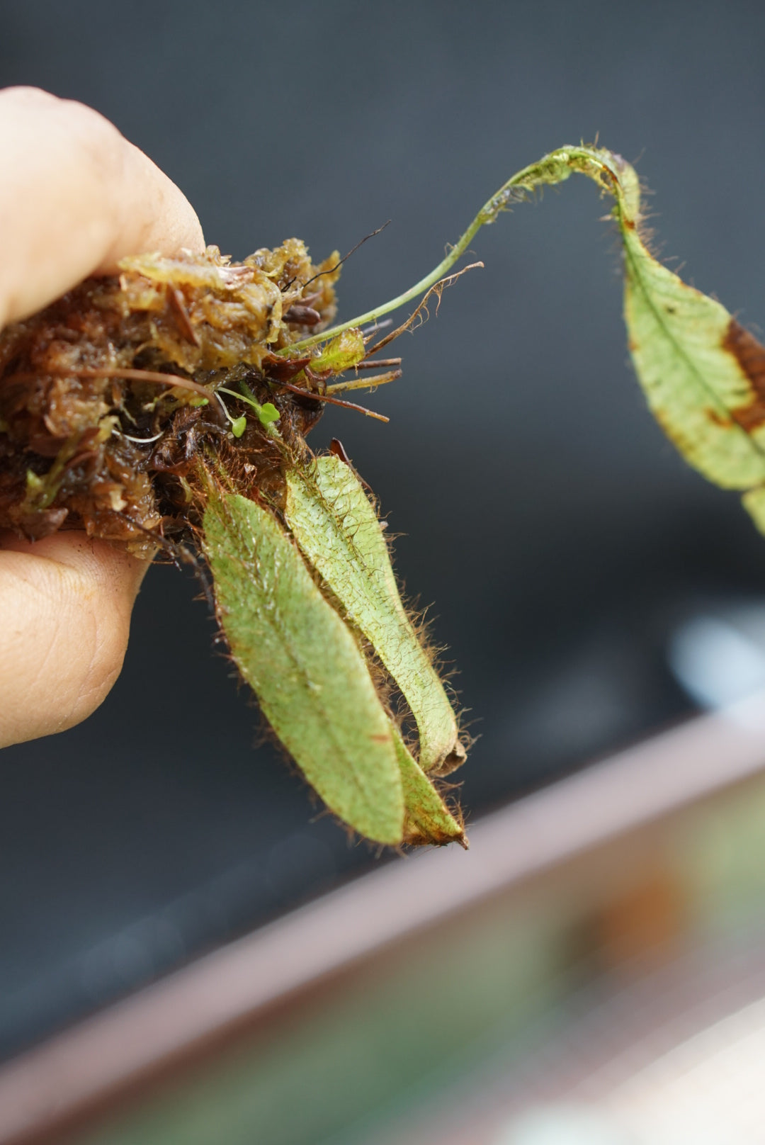 Elaphoglossum cf exsertipes