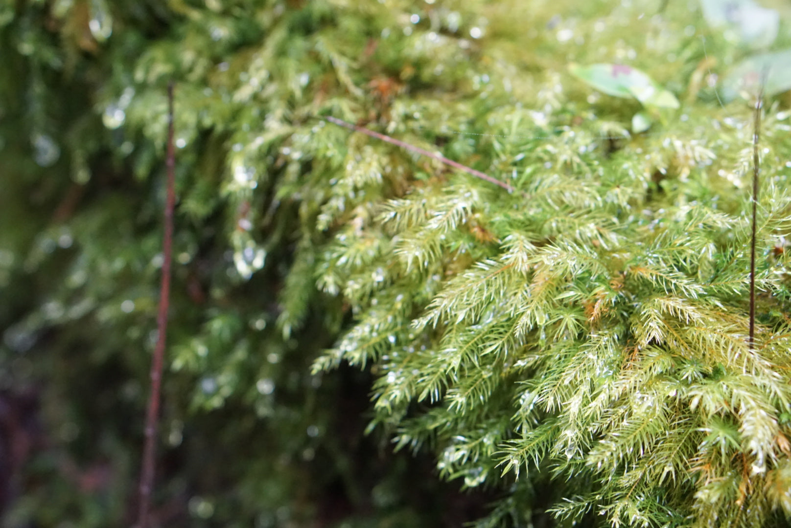 Bryophyte sp Borneo 3