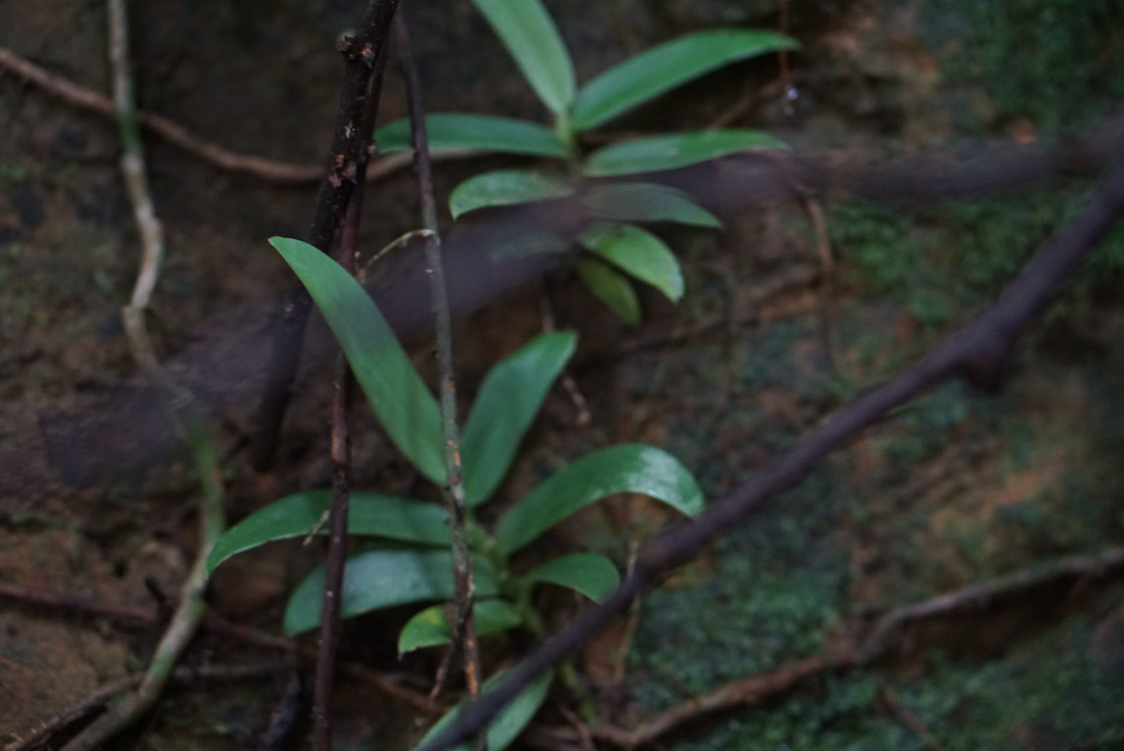 Rhaphidophora beccarii