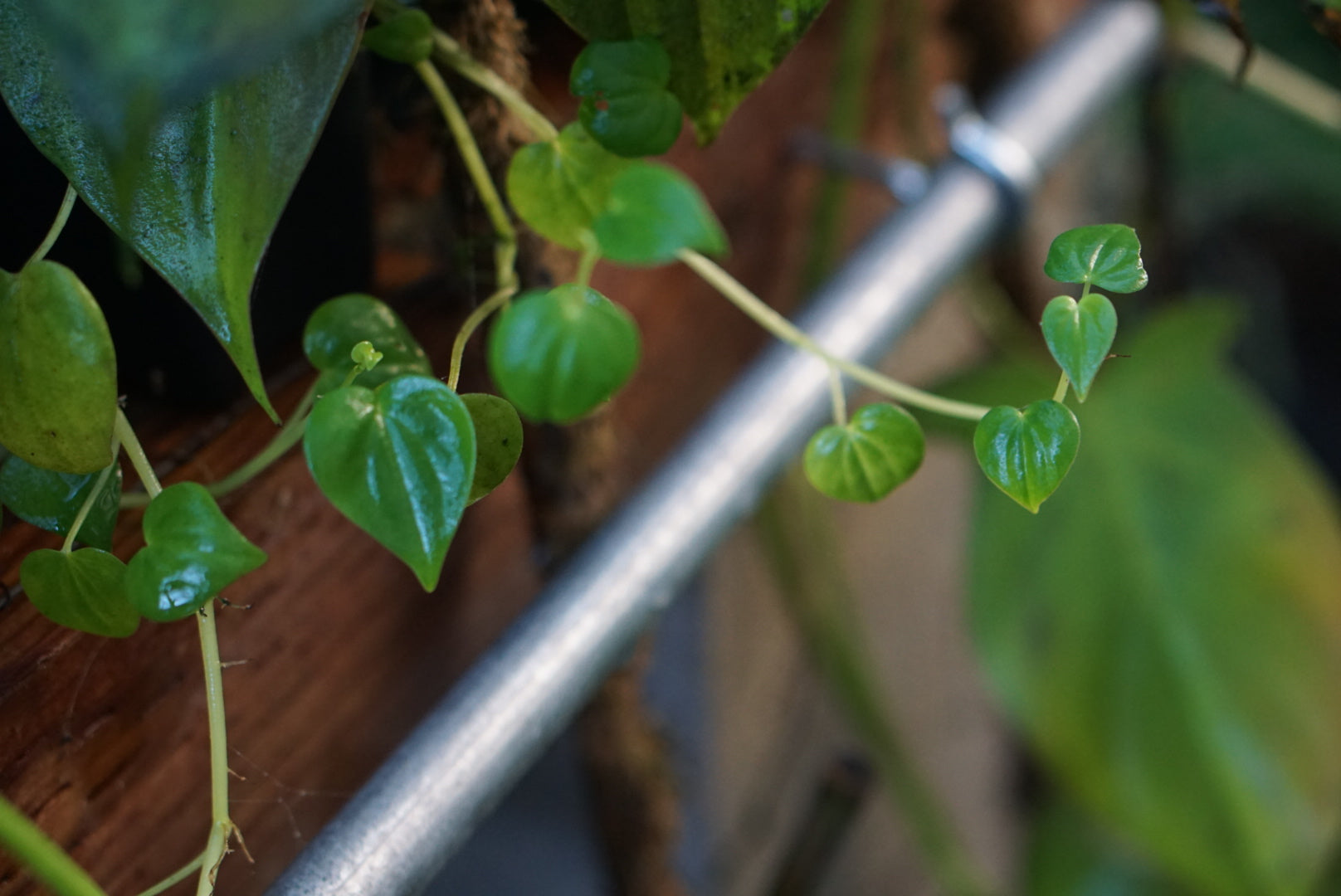 Plant bundle package