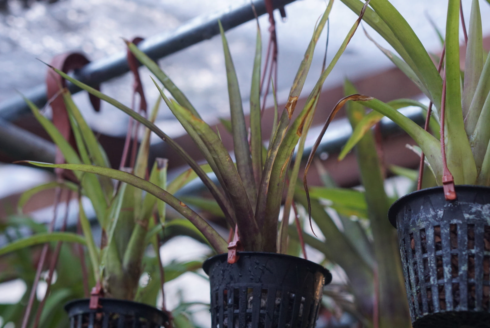 Guzmania sp Choco