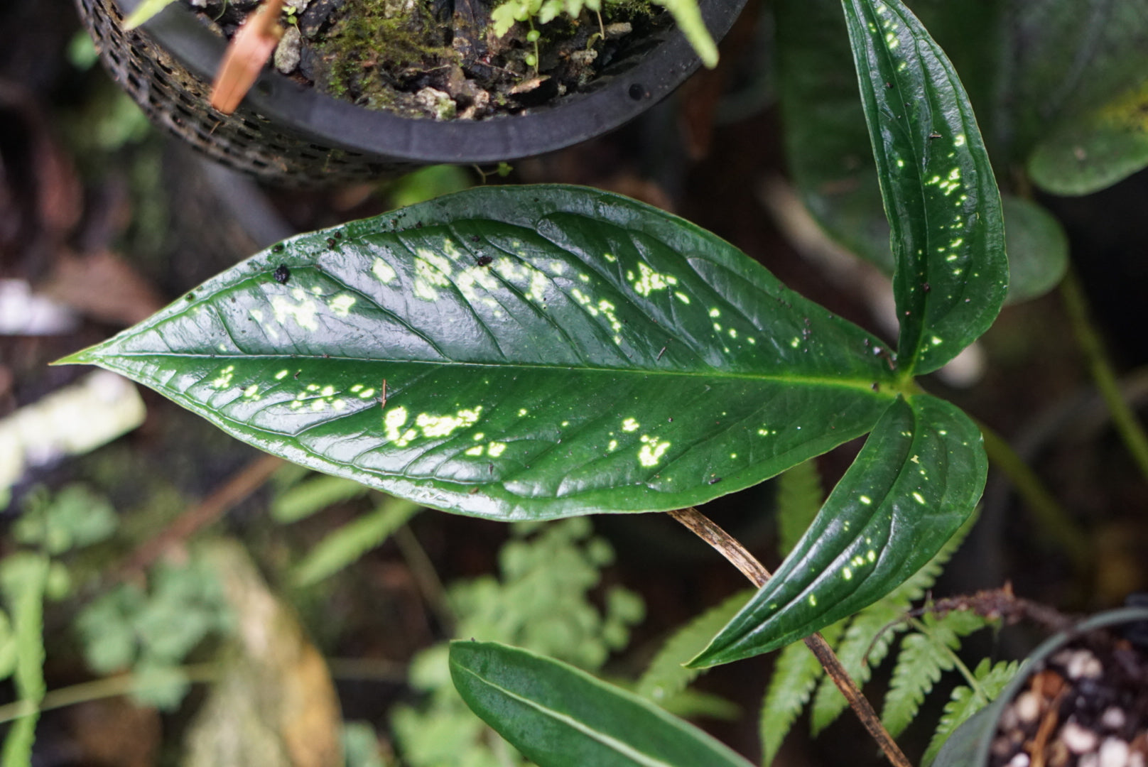 Chlorospatha luteynii