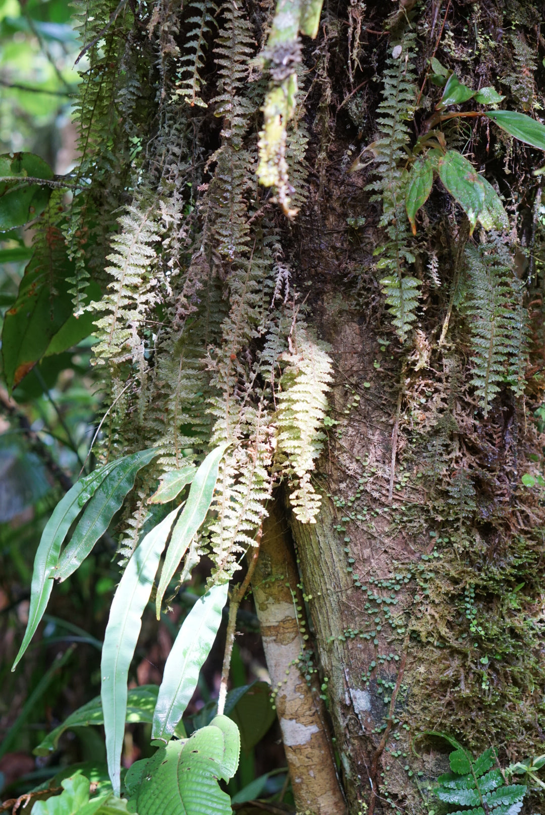 Hymenophyllum pluimeri