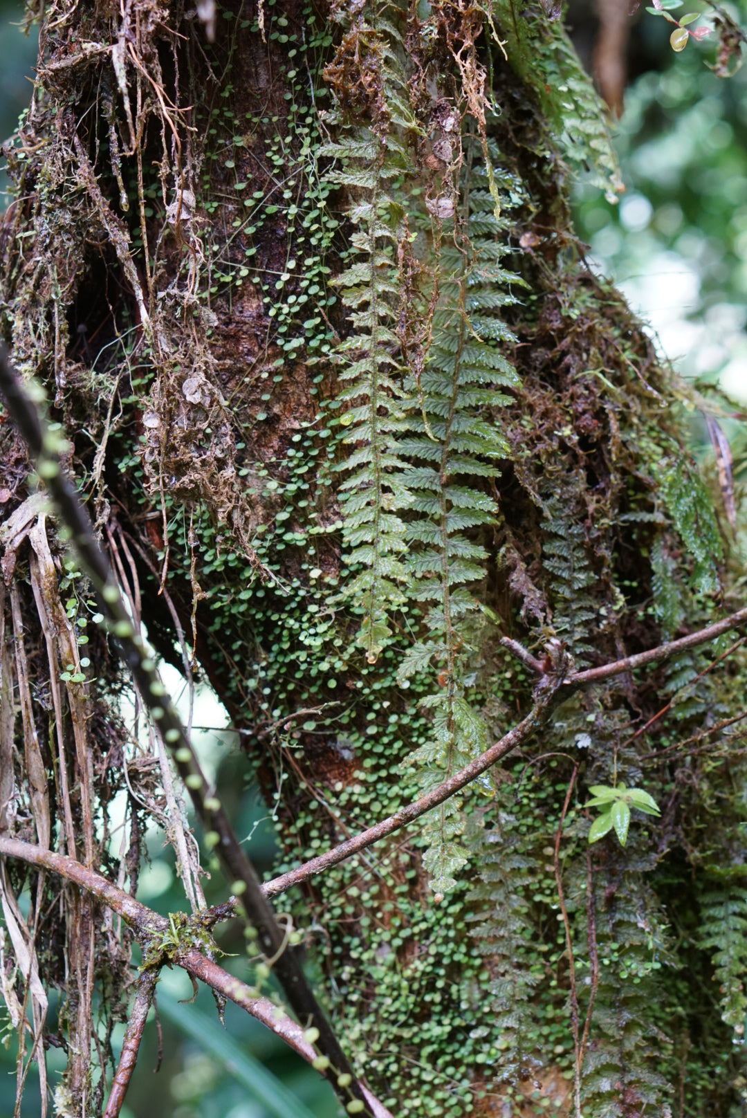 Hymenophyllum pluimeri