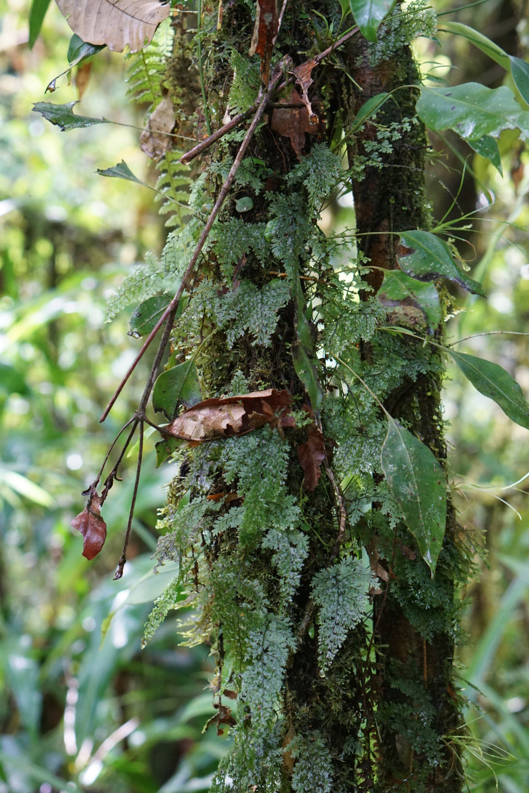 Hymenophyllum sp amazonas 1