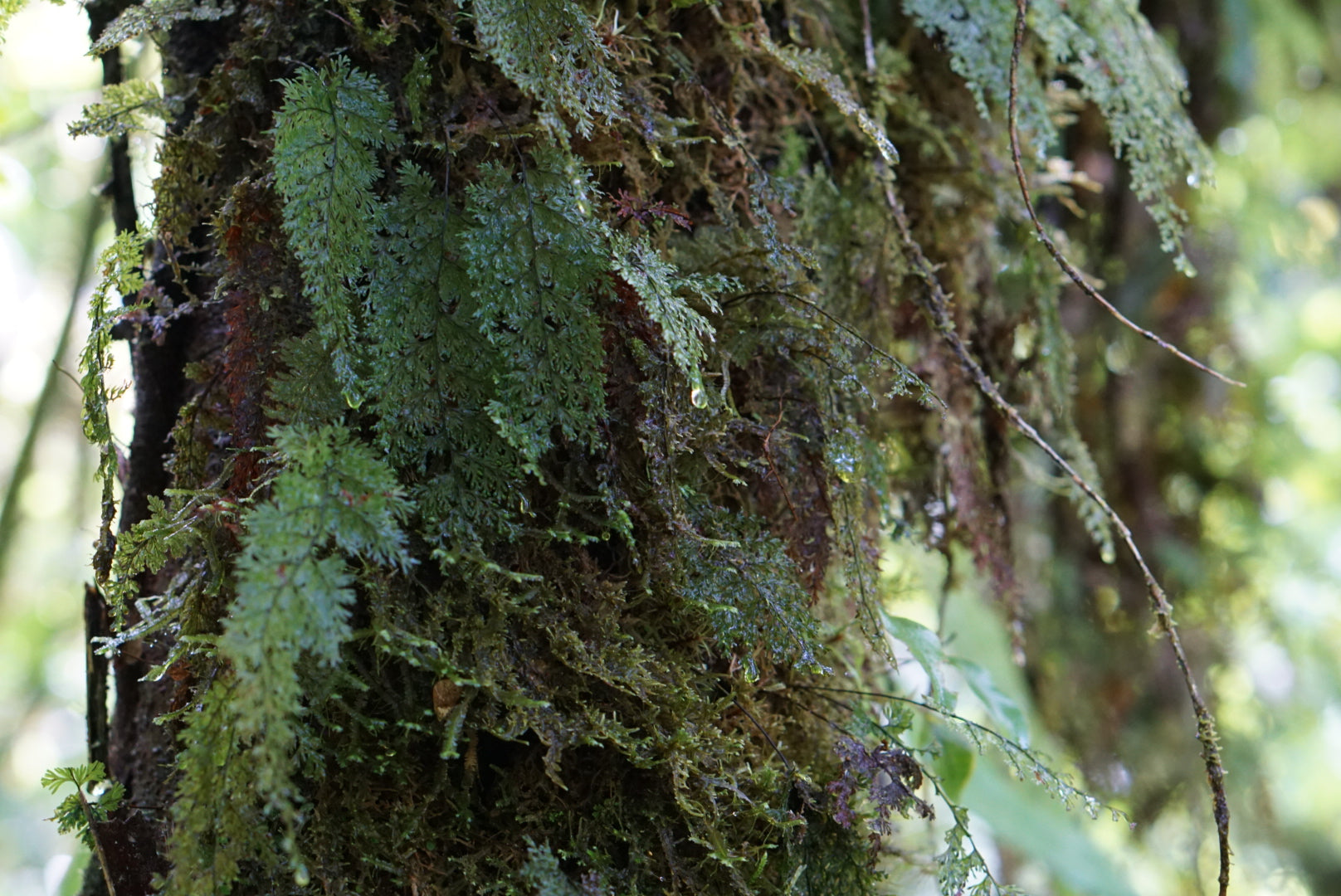 Hymenophyllum sp amazonas 1