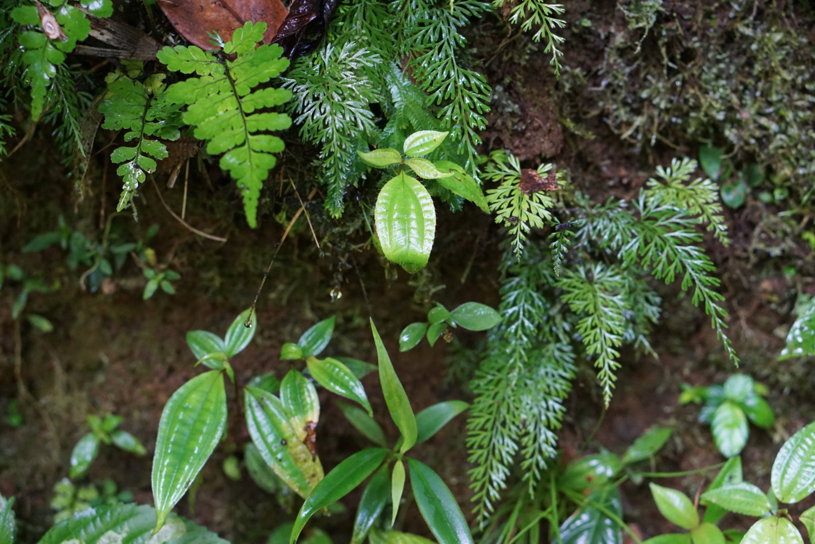 ECUADOR | Atlas Exotics