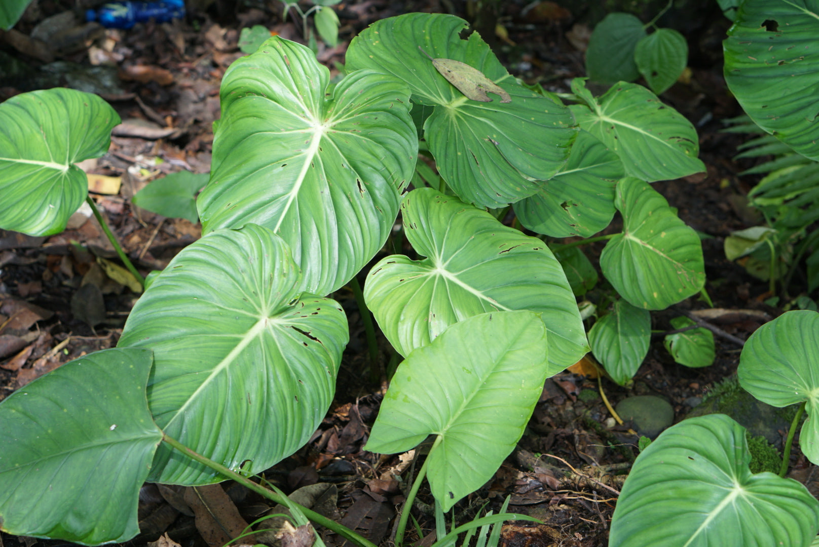 Philodendron pastazum