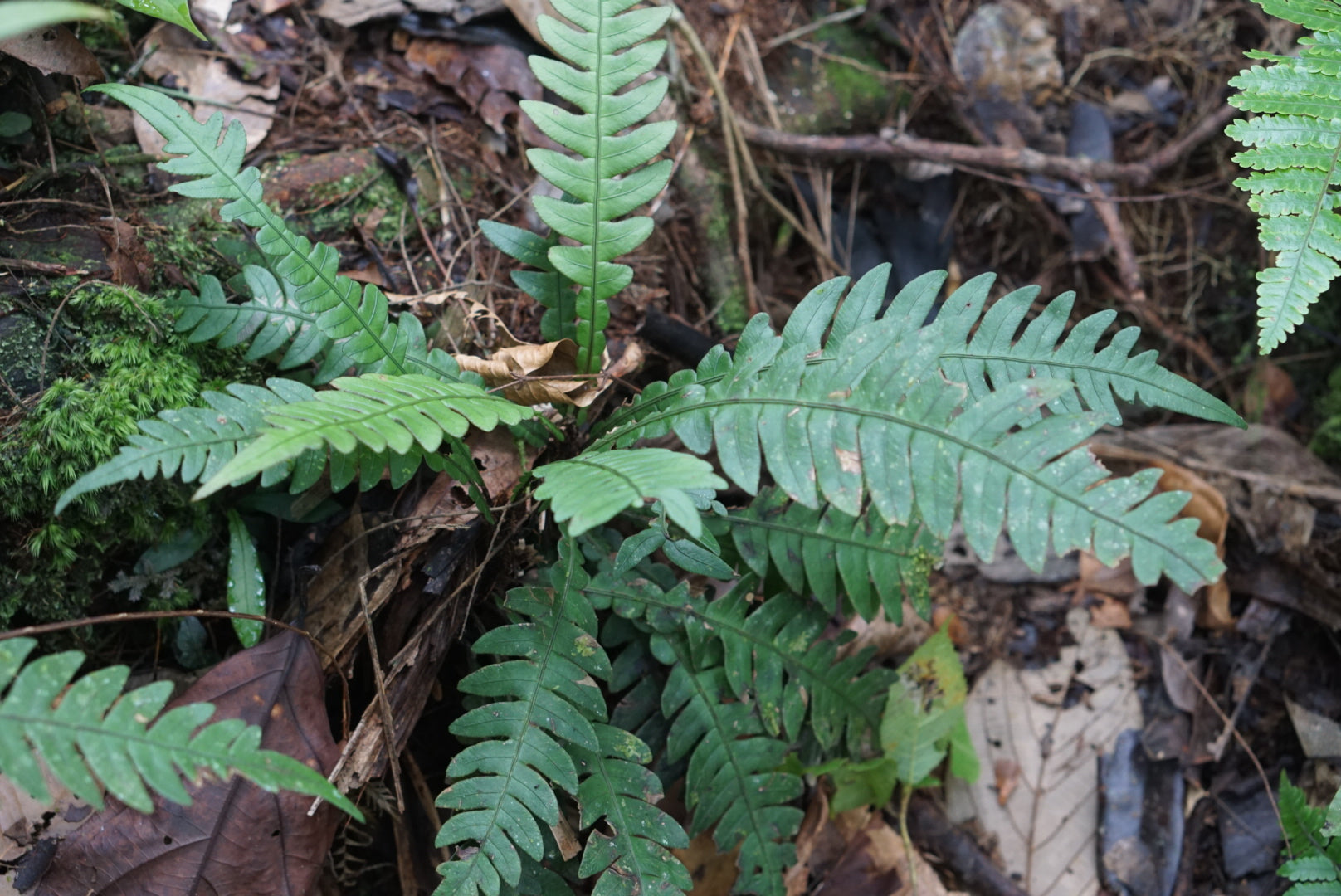 Blechnum sp. Lita