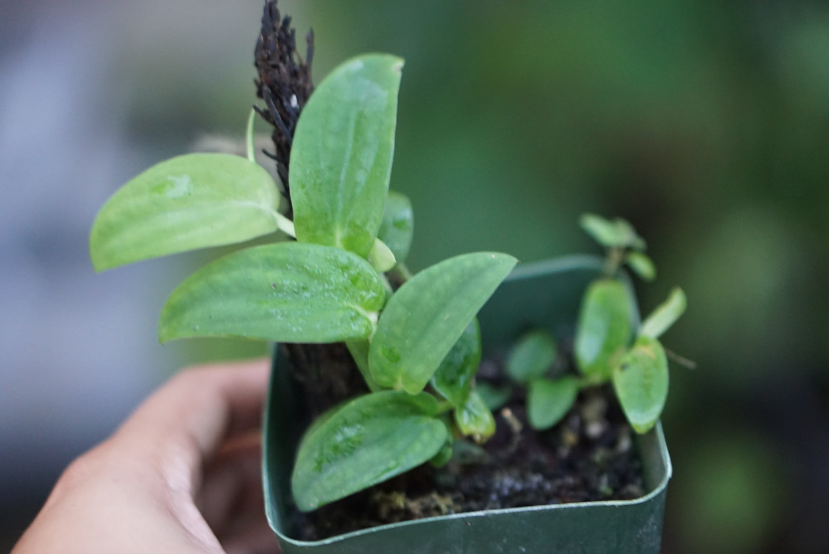 Rhaphidophora tenuis 'Green'