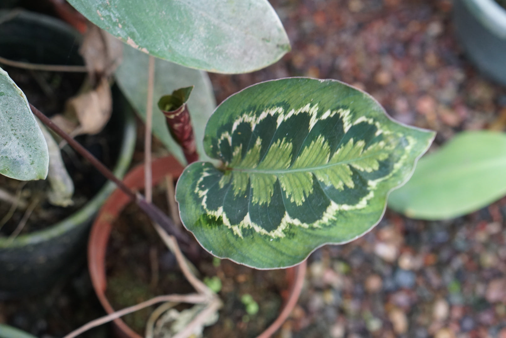 Calathea veitchiana