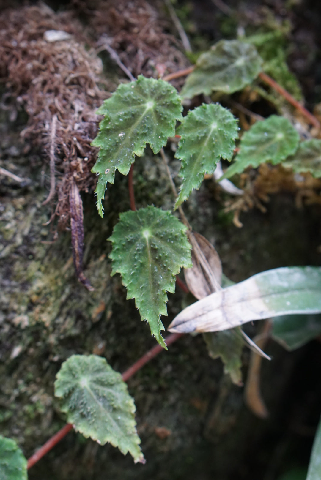 Begonia dodsonii