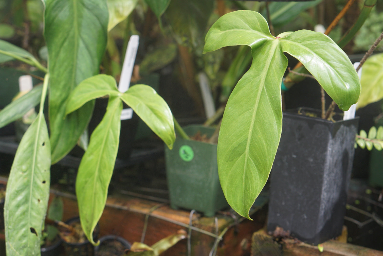 Philodendron sanctamartinense