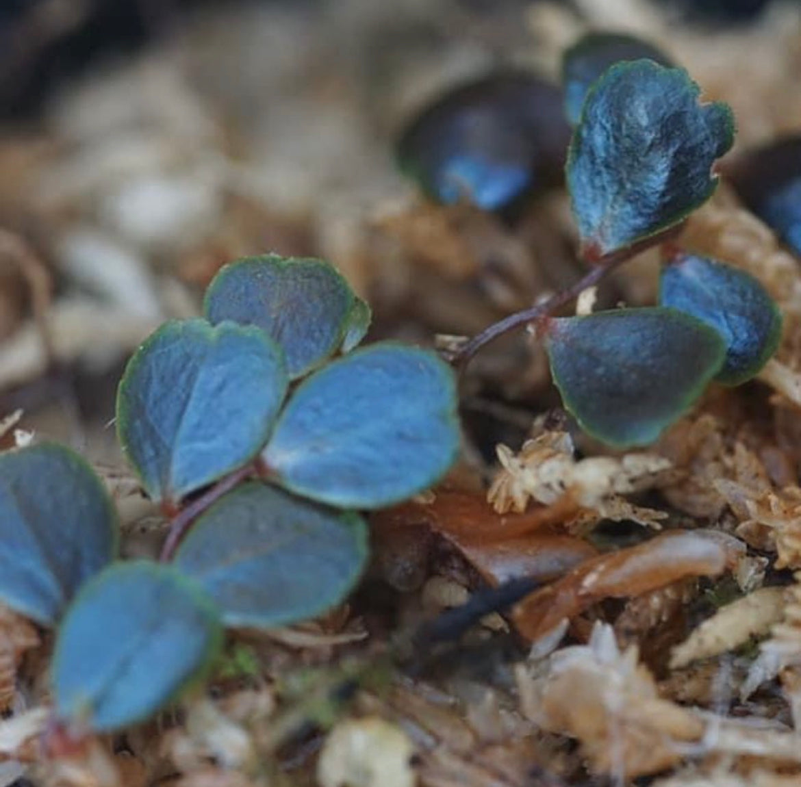 Marcgravia sp. Peru 'Copper'