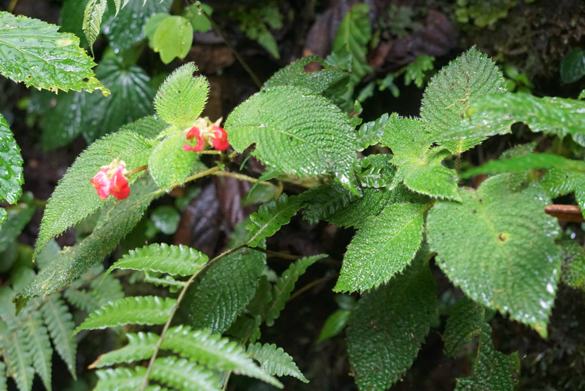 Gasteranthus quitensis