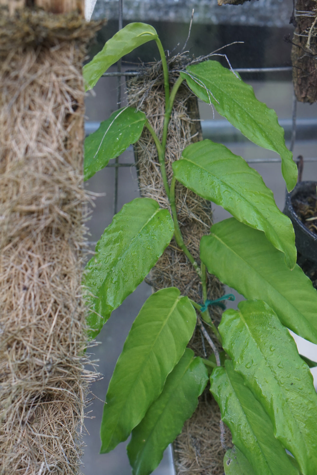 Philodendron sp. Panama 2 ABG