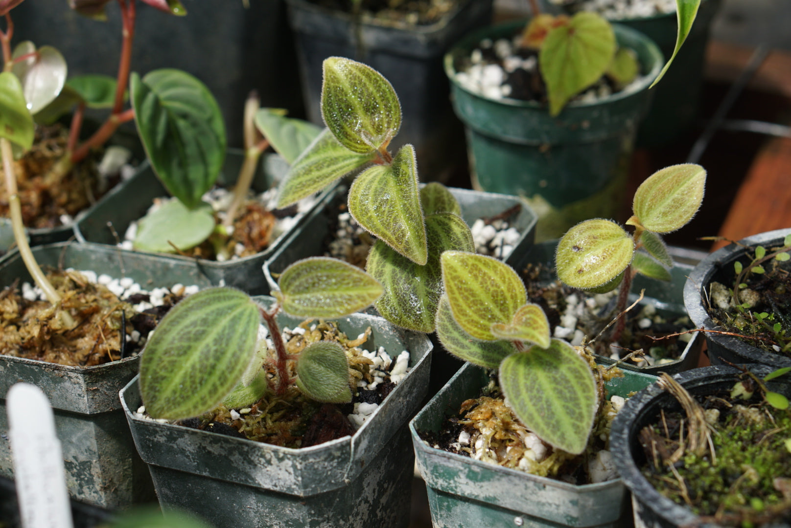 Peperomia sp. Tingo Maria