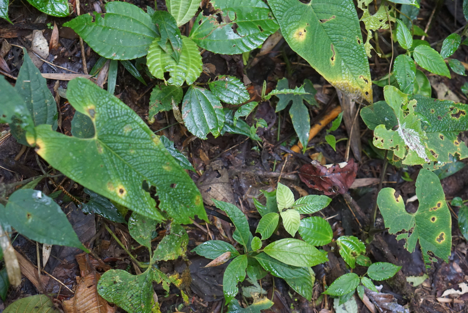 Anthurium aff corrugatum