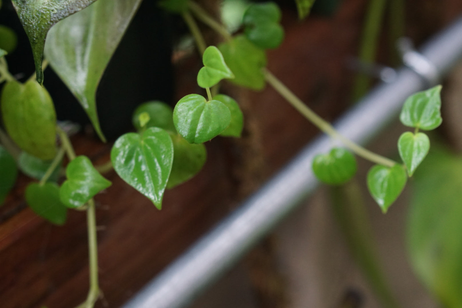 Peperomia cf. serpens