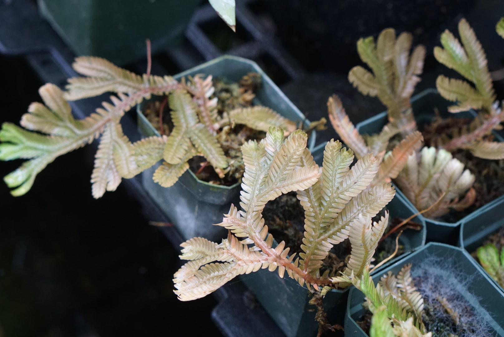 Selaginella sericea
