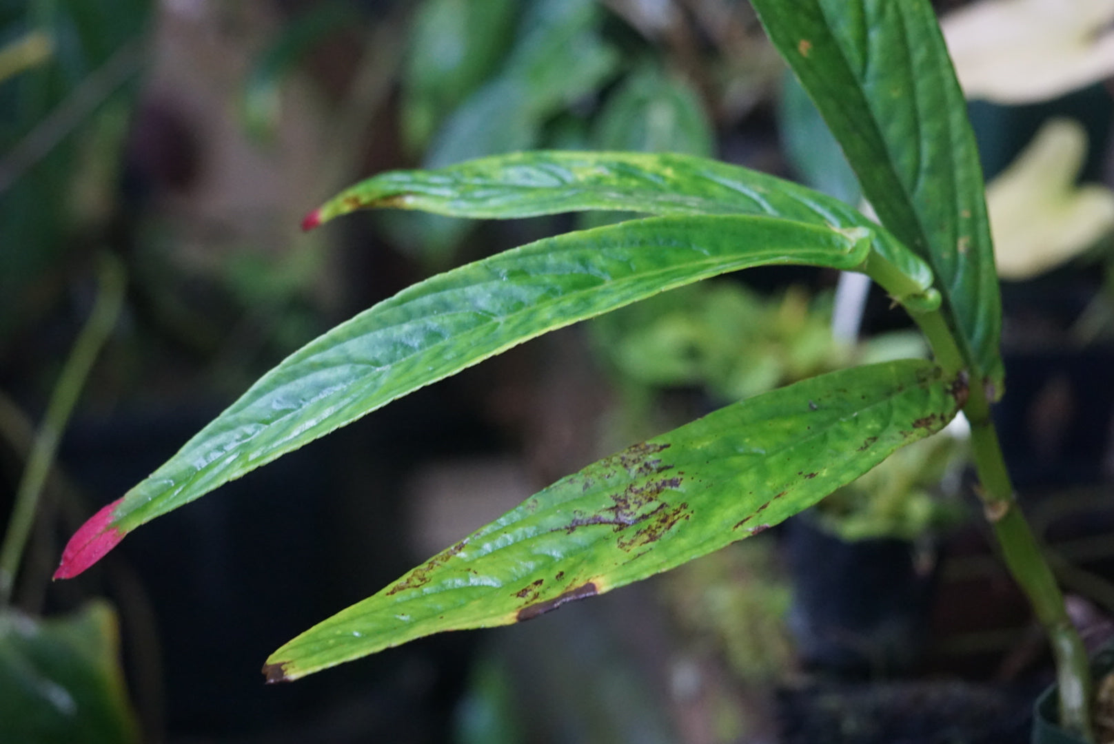 Columnea picta