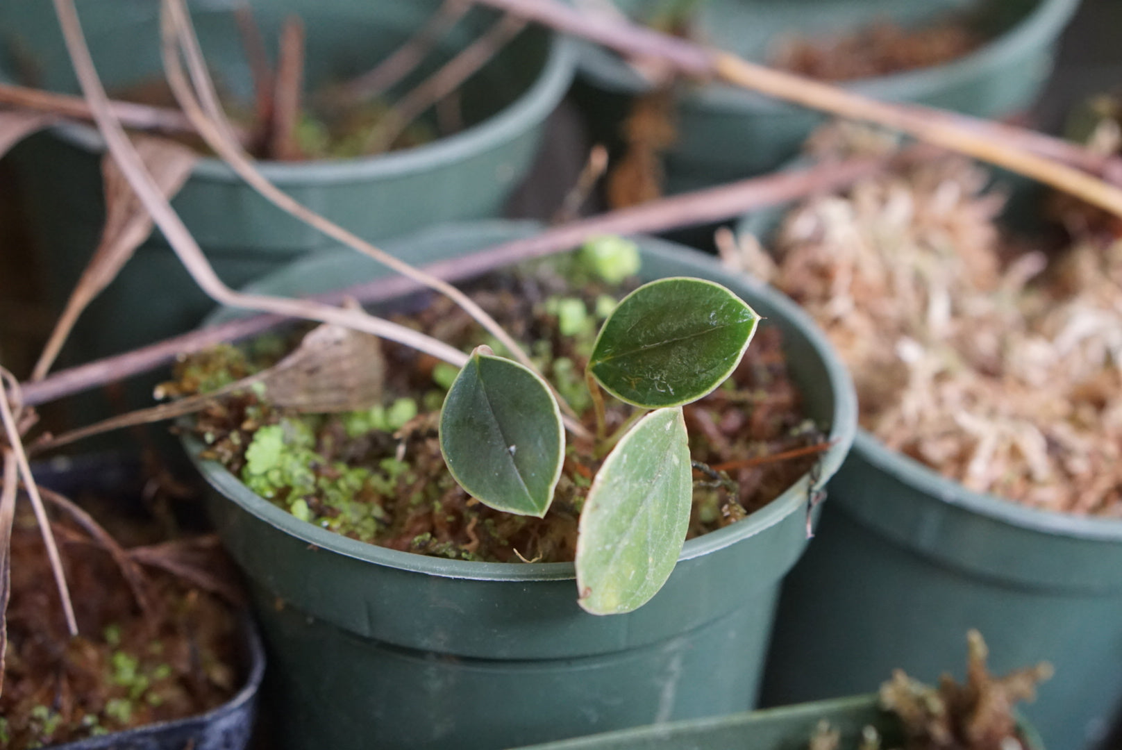 Anthurium sp Narino 1