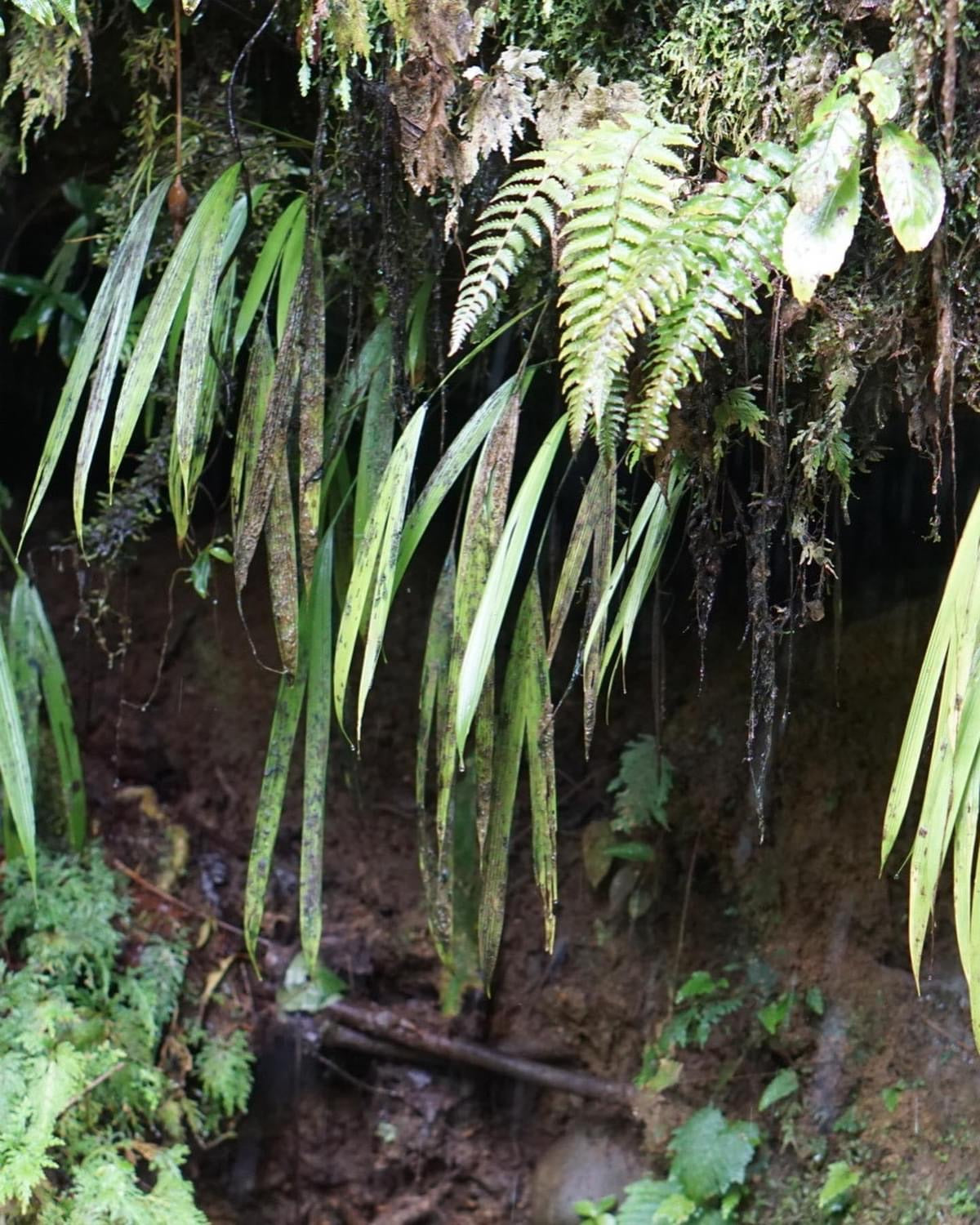 Dicranopygium stenophyllum