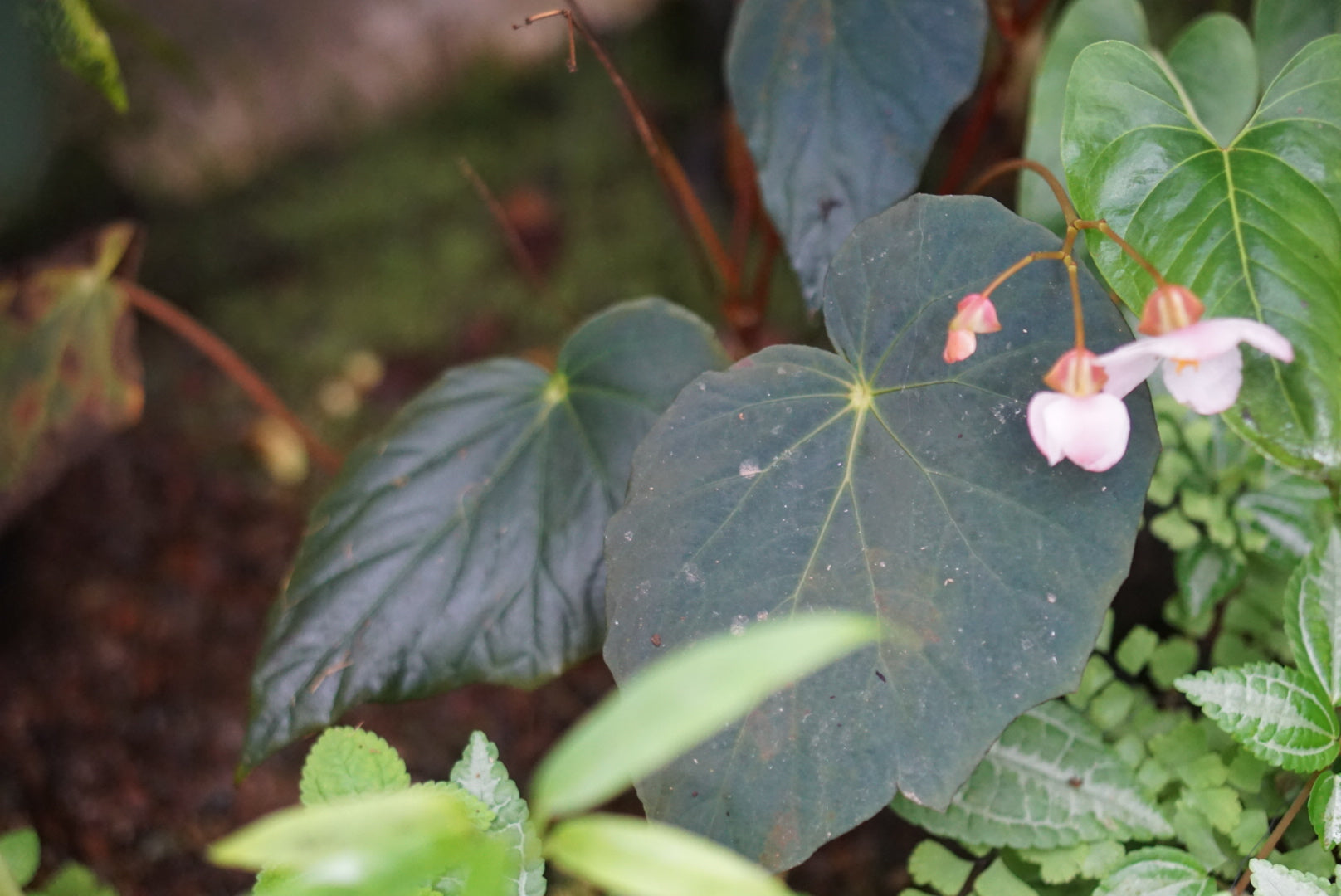 Begonia pavonina (northern form)