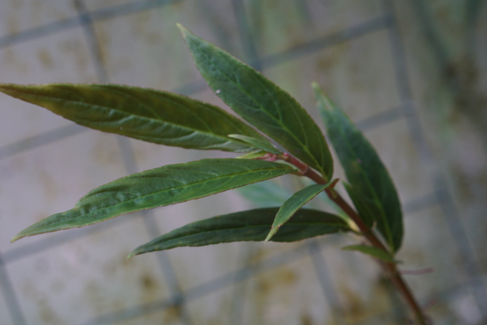 Columnea sp. Macas