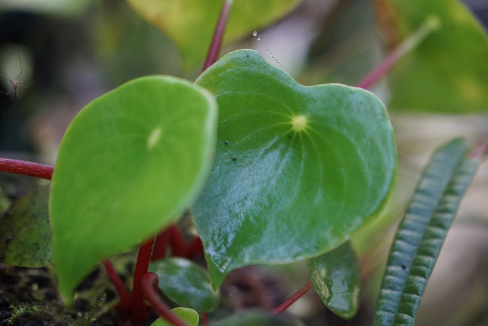 Pilea polybotrya