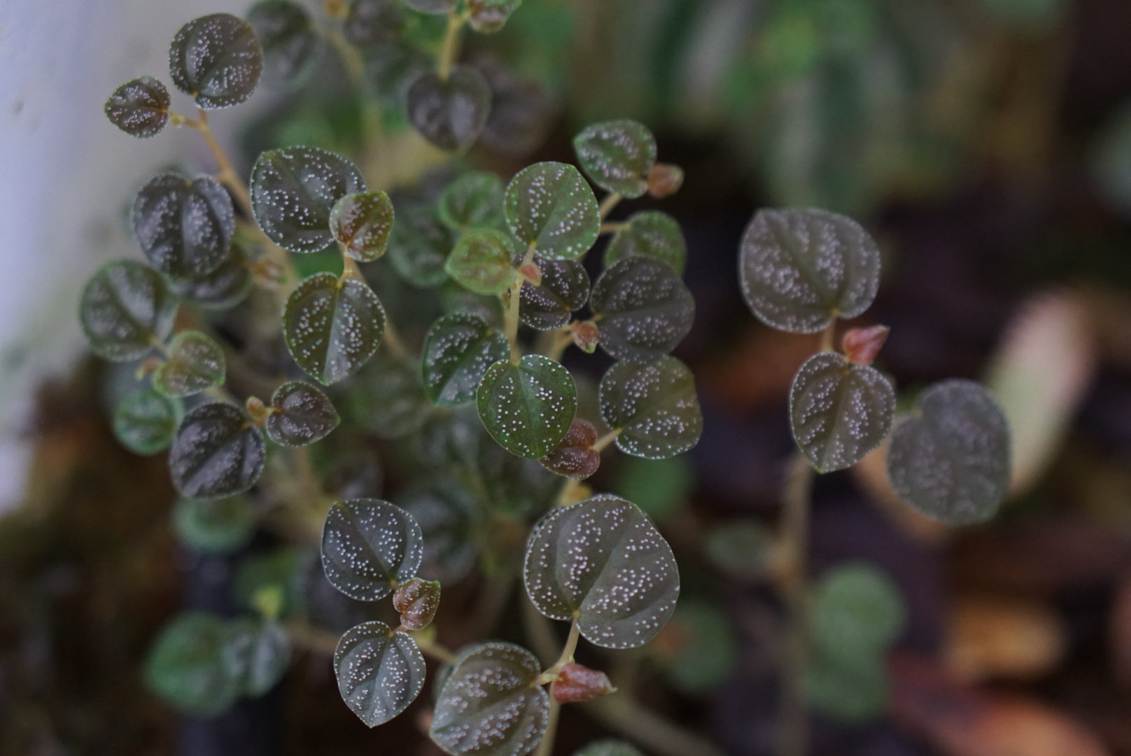 Peperomia antoniana