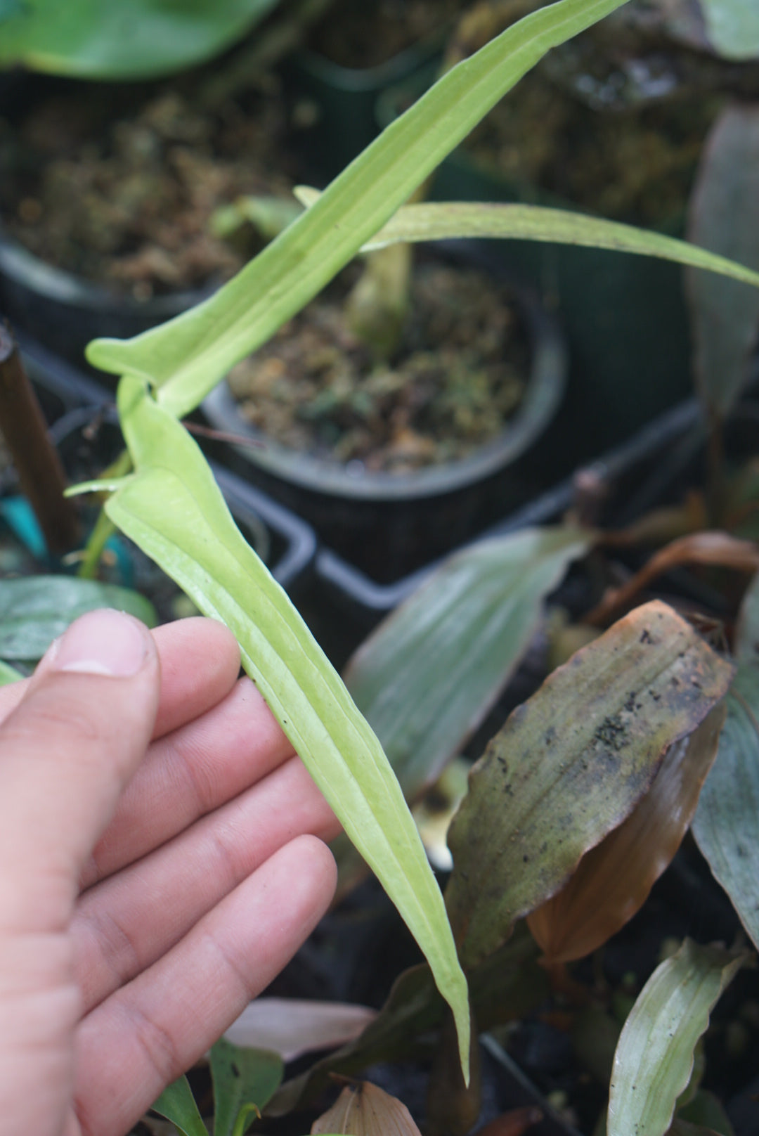 Dioscorea sp. Borneo