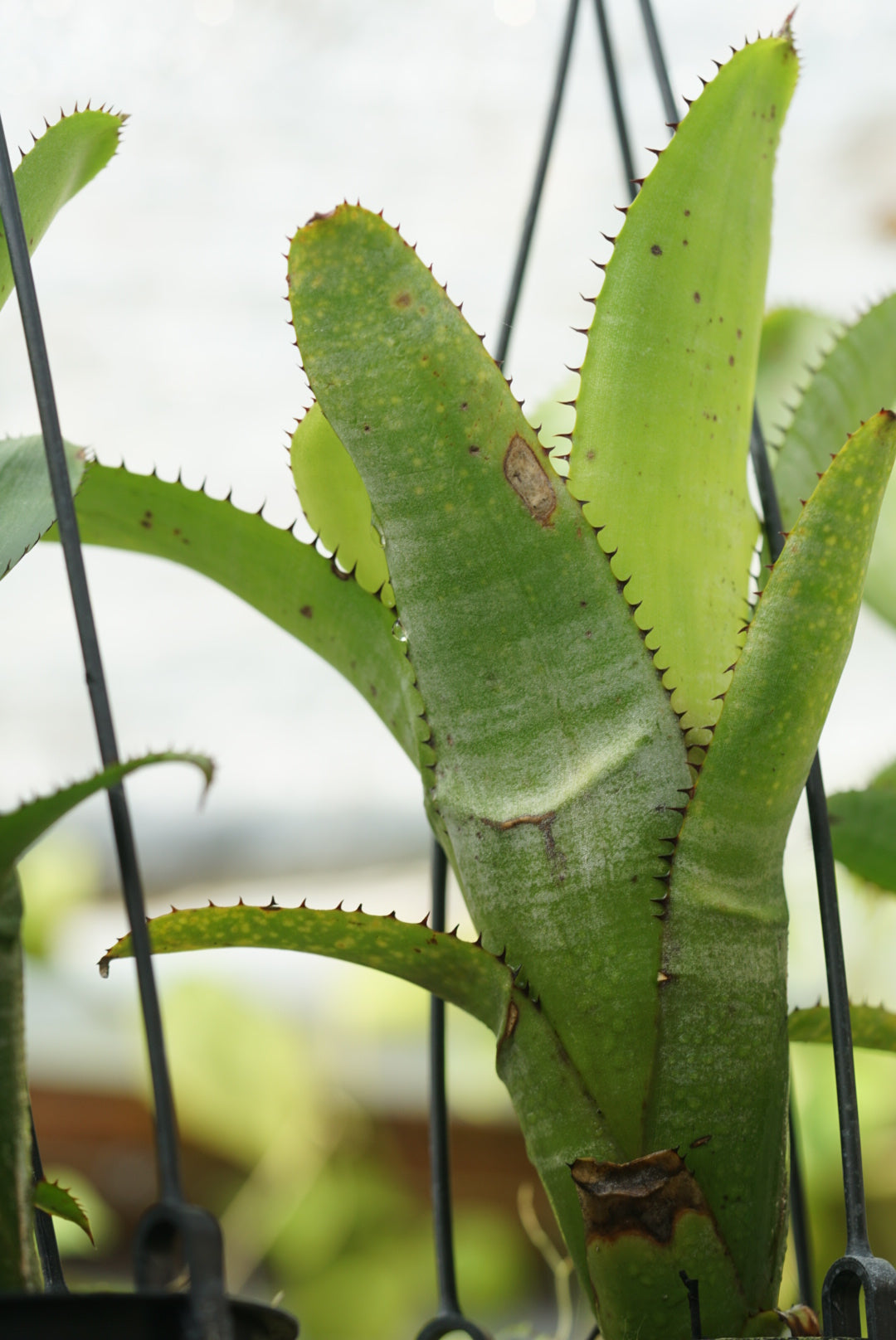 Aechmea nudicaulis - Panama variant
