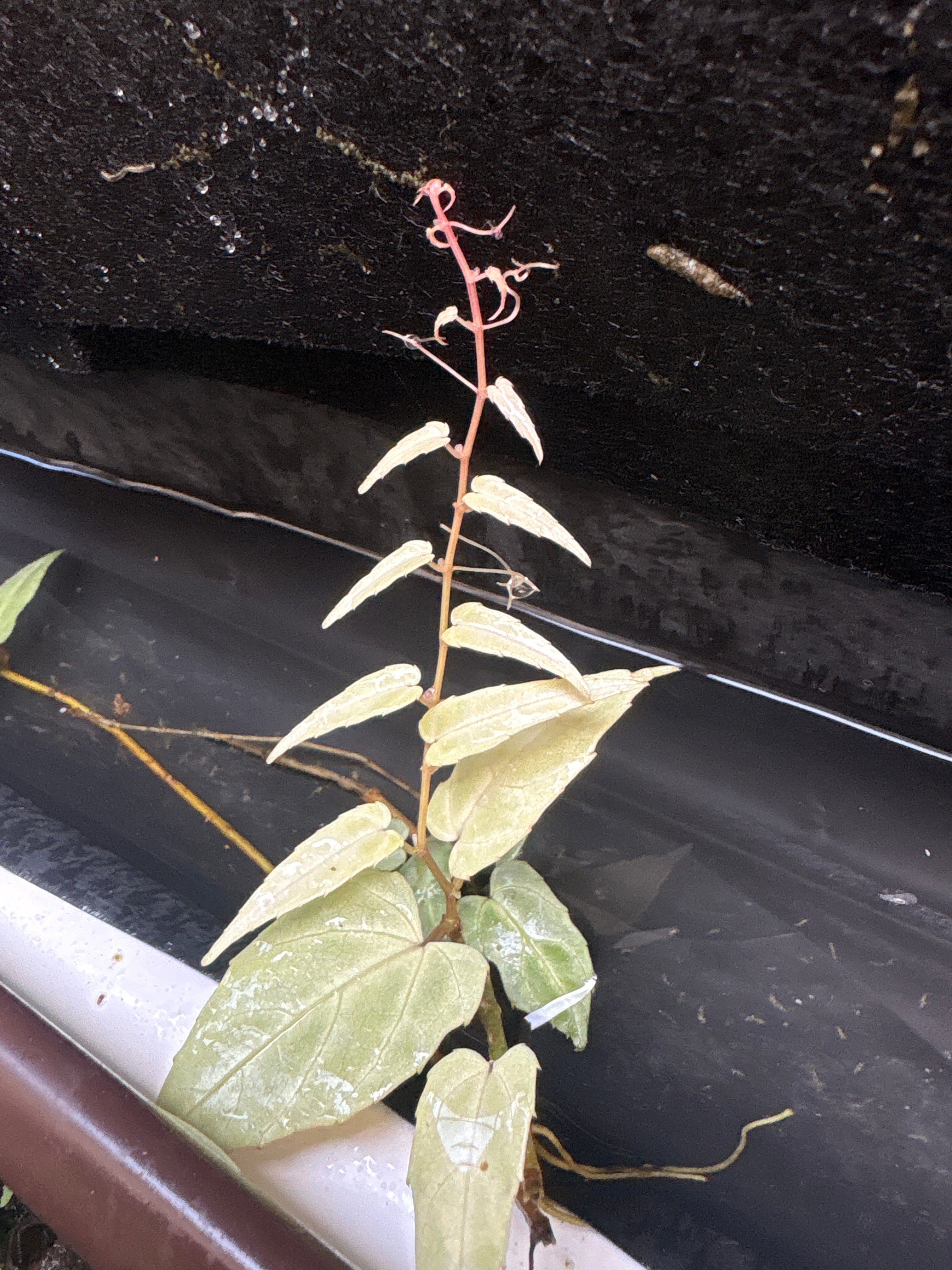 Cissus amazonica