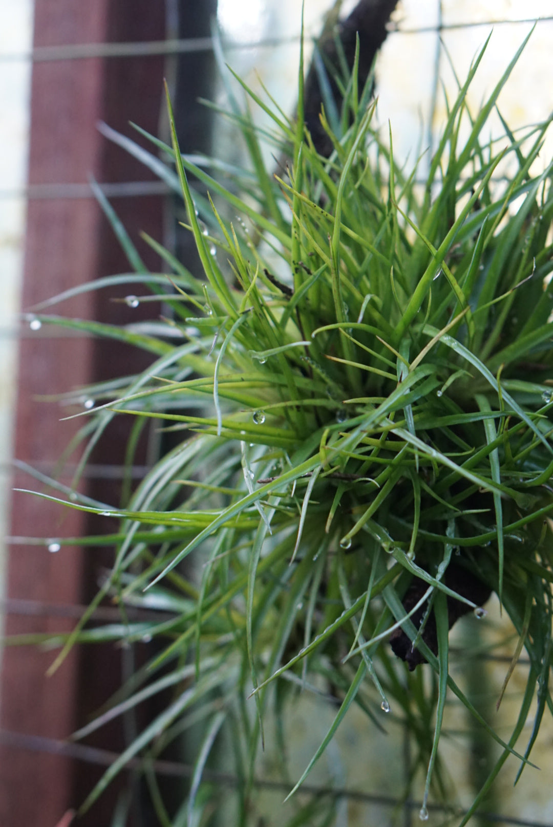 Tillandsia kegeliana