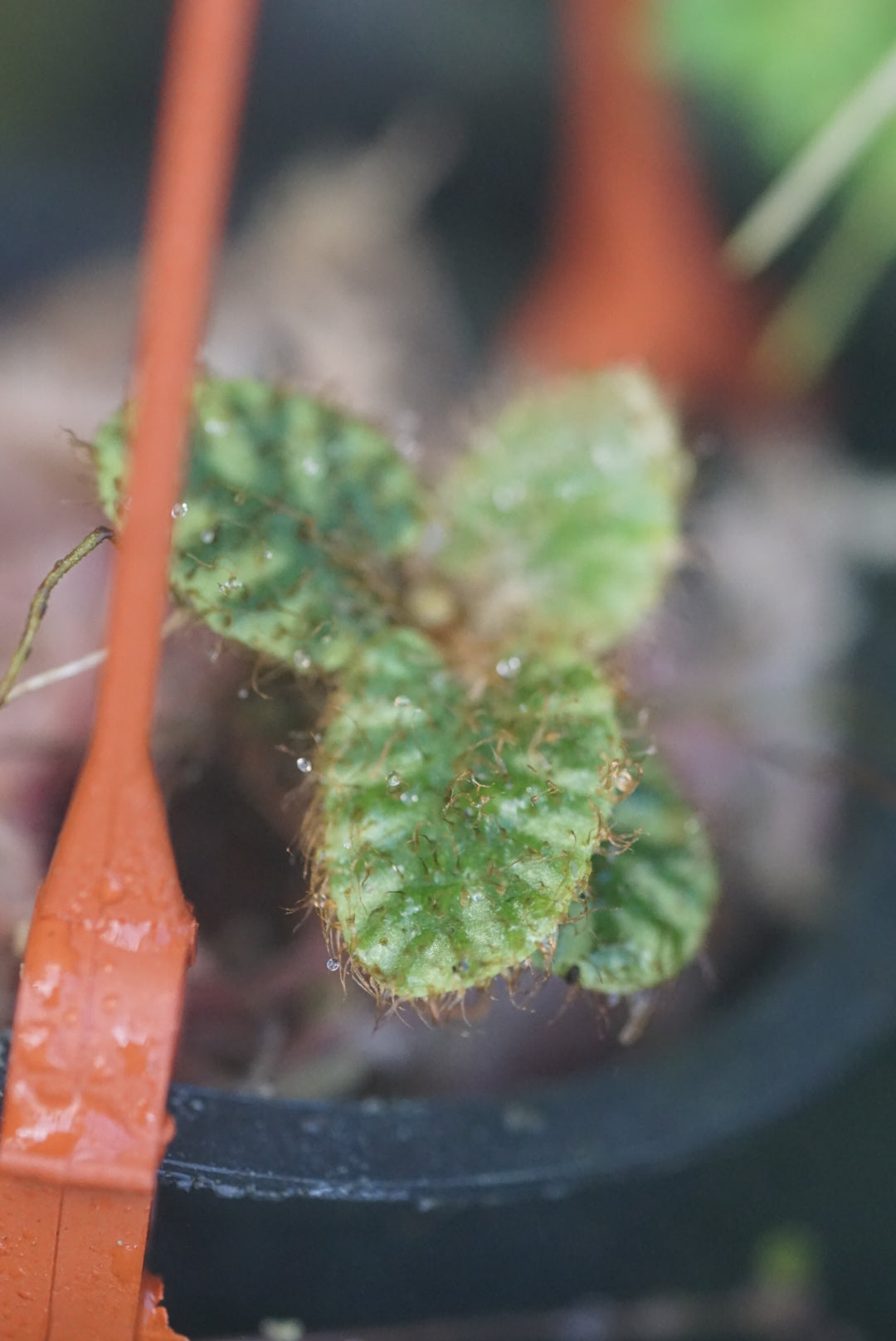 Elaphoglossum sp Peru