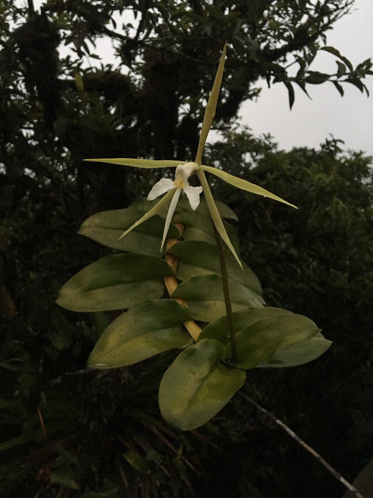 Epidendrum nocturnum