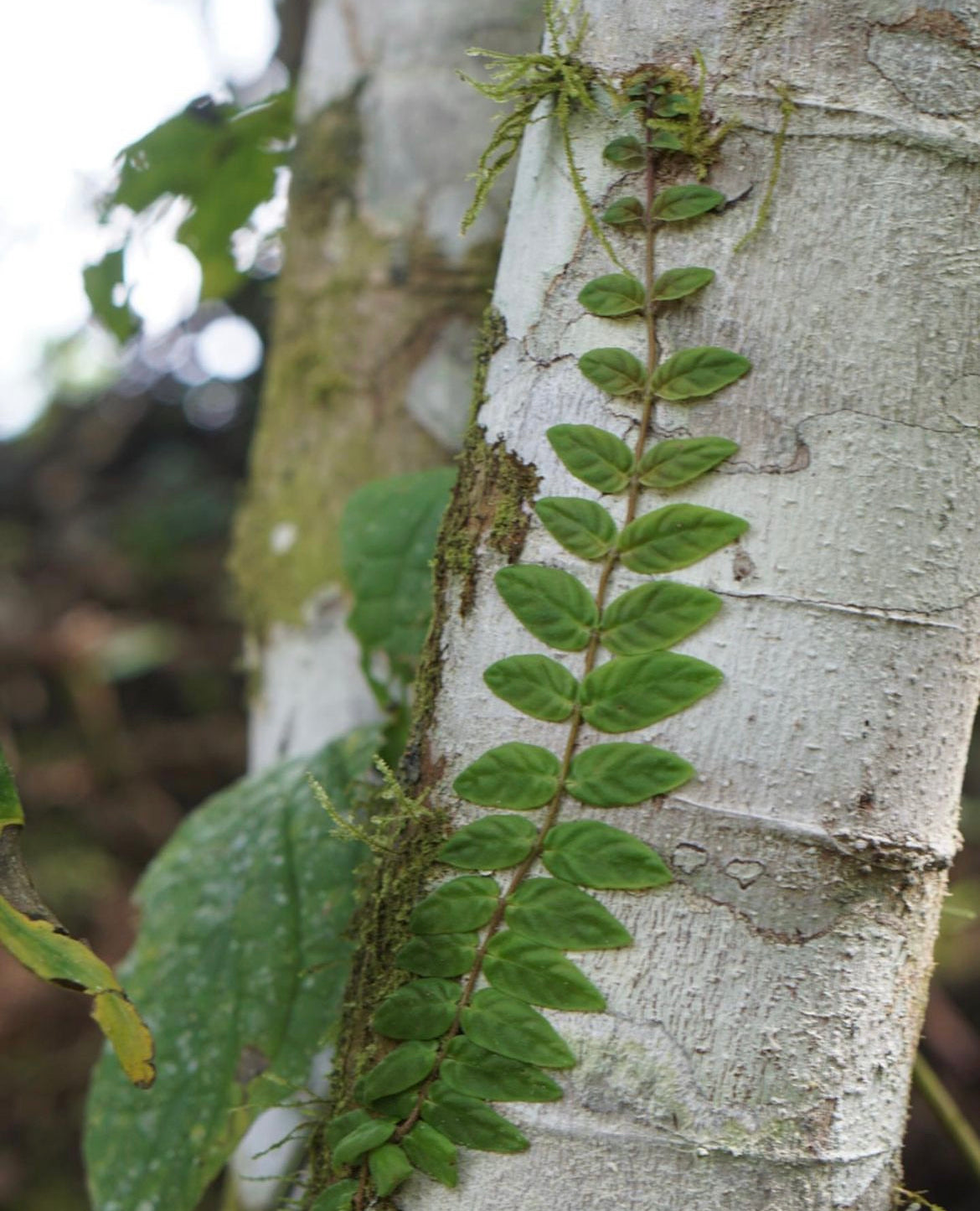 Neomortonia sp. Napo