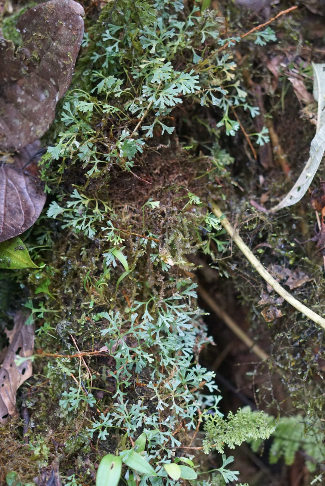 Elaphoglossum tripartitum