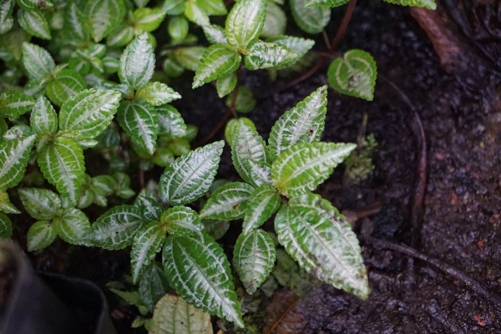 Pilea sp. Santa Fe