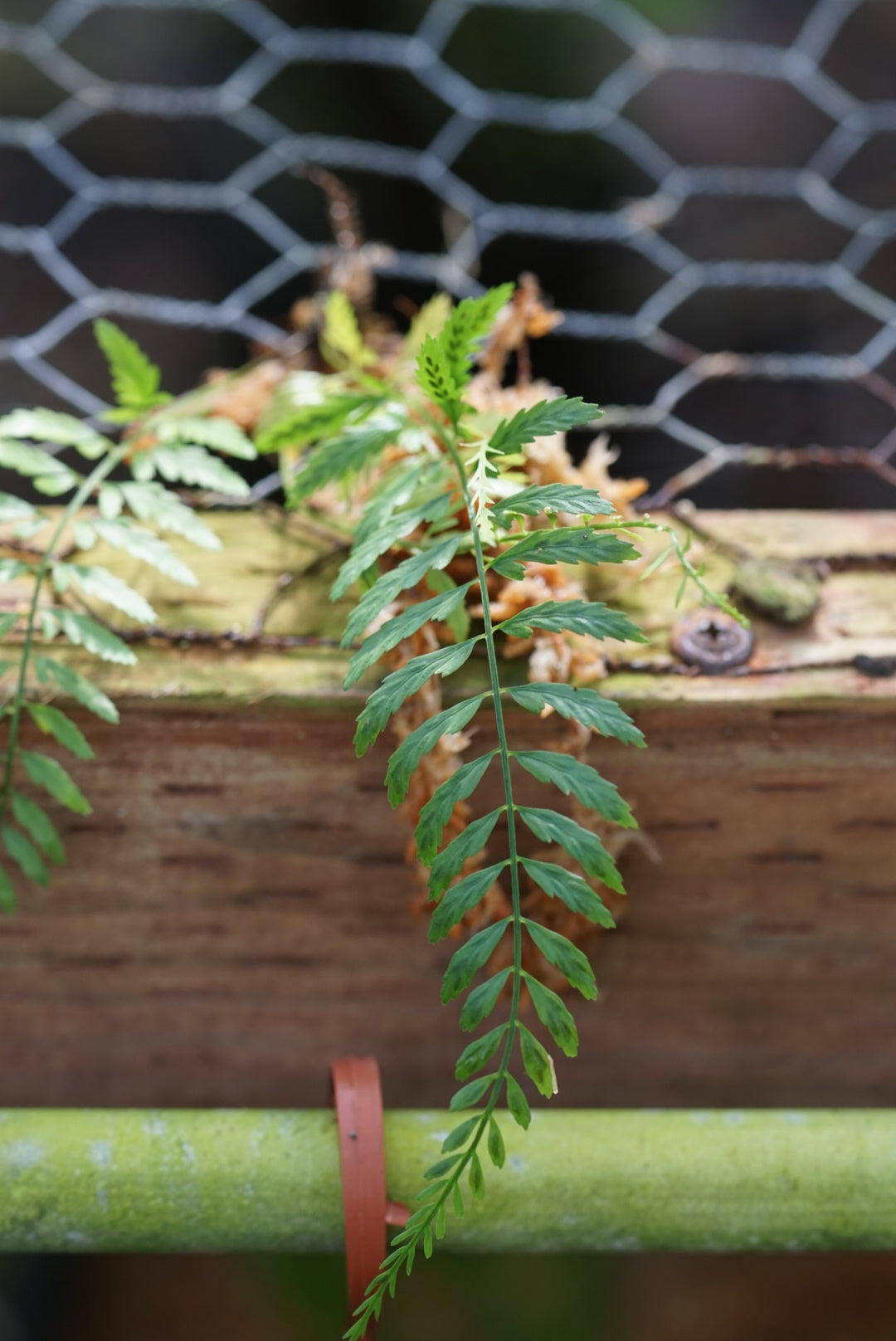 Asplenium sp. Chocó