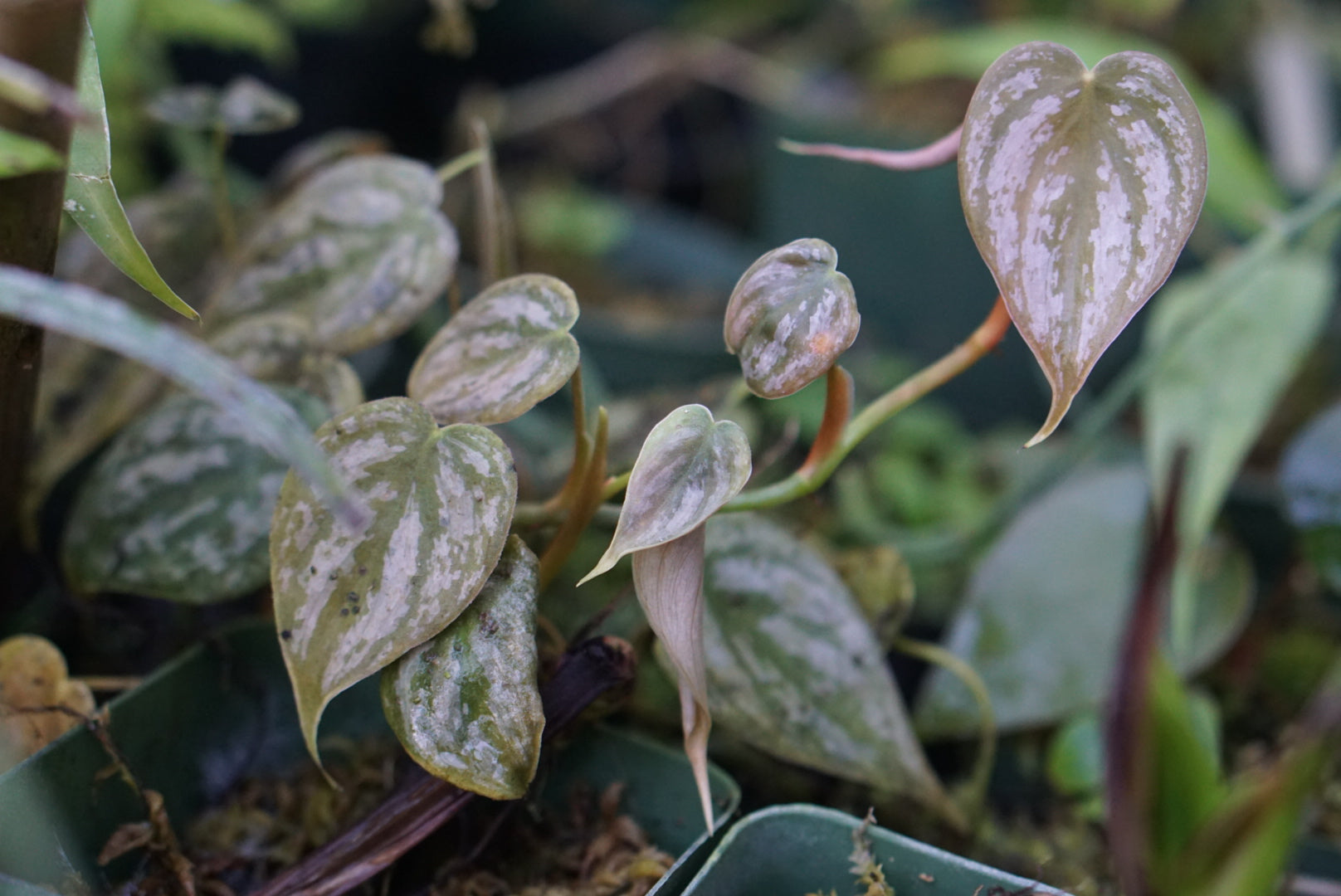 Philodendron brandtianum