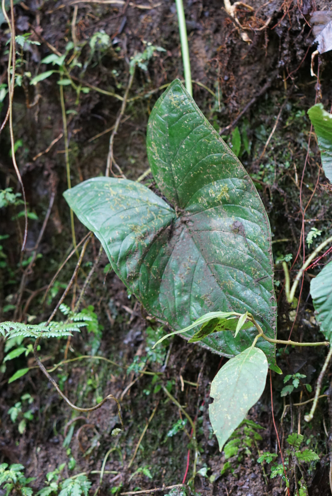 Xanthosoma sp Puerto Quito