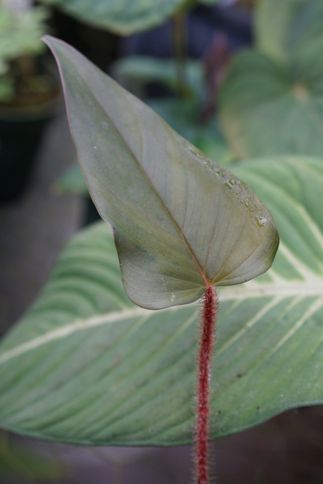 Philodendron squamicaule