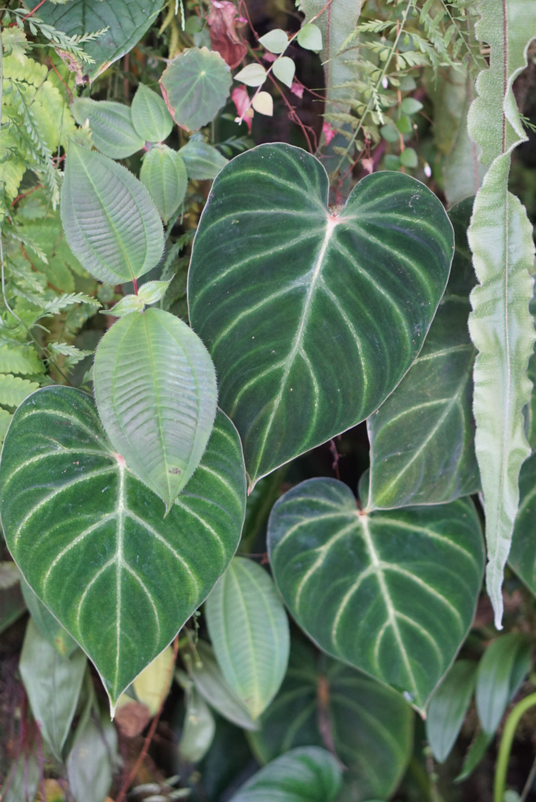 Philodendron rubrijuvenile 'El Choco Red'