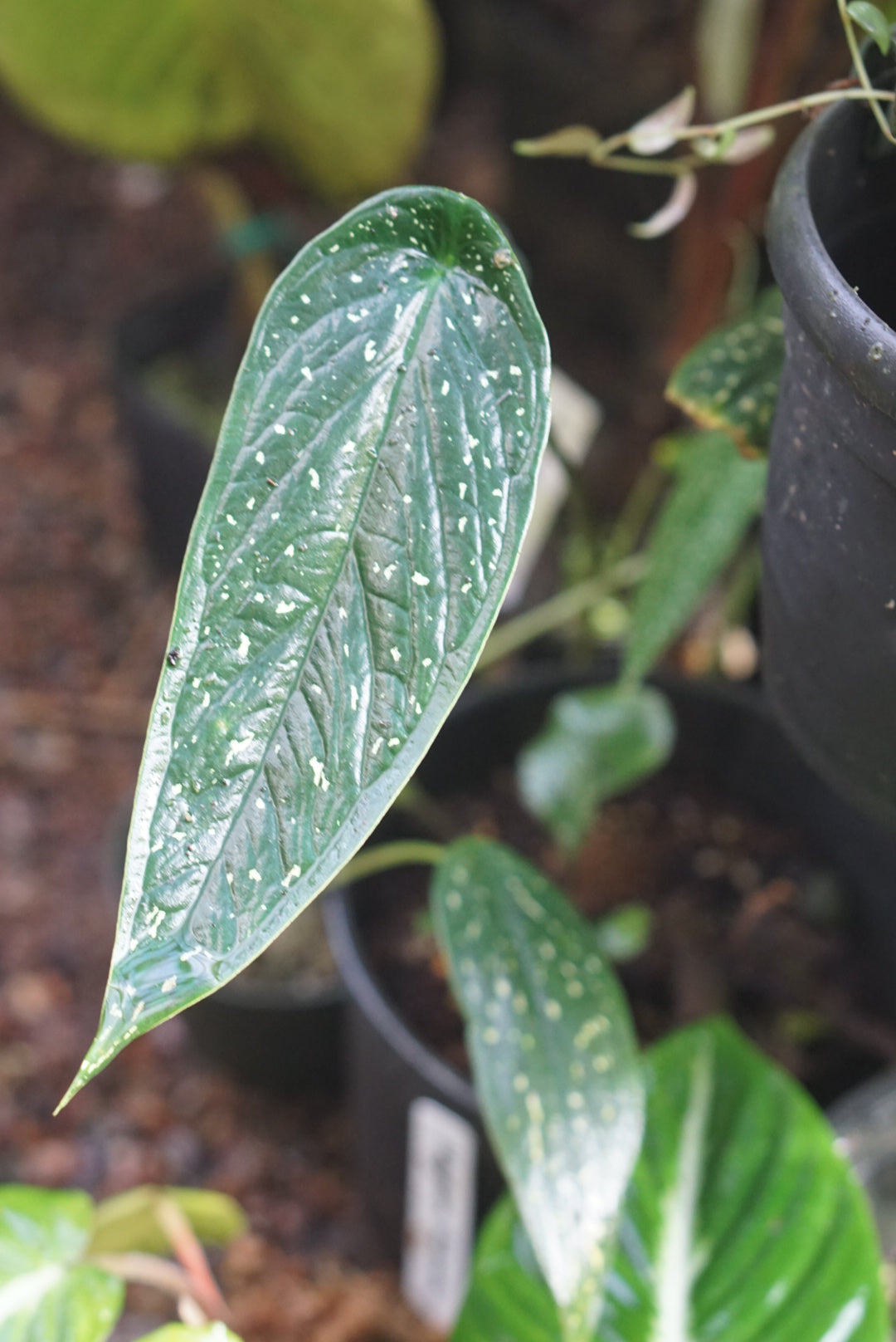 Caladium palacioanum