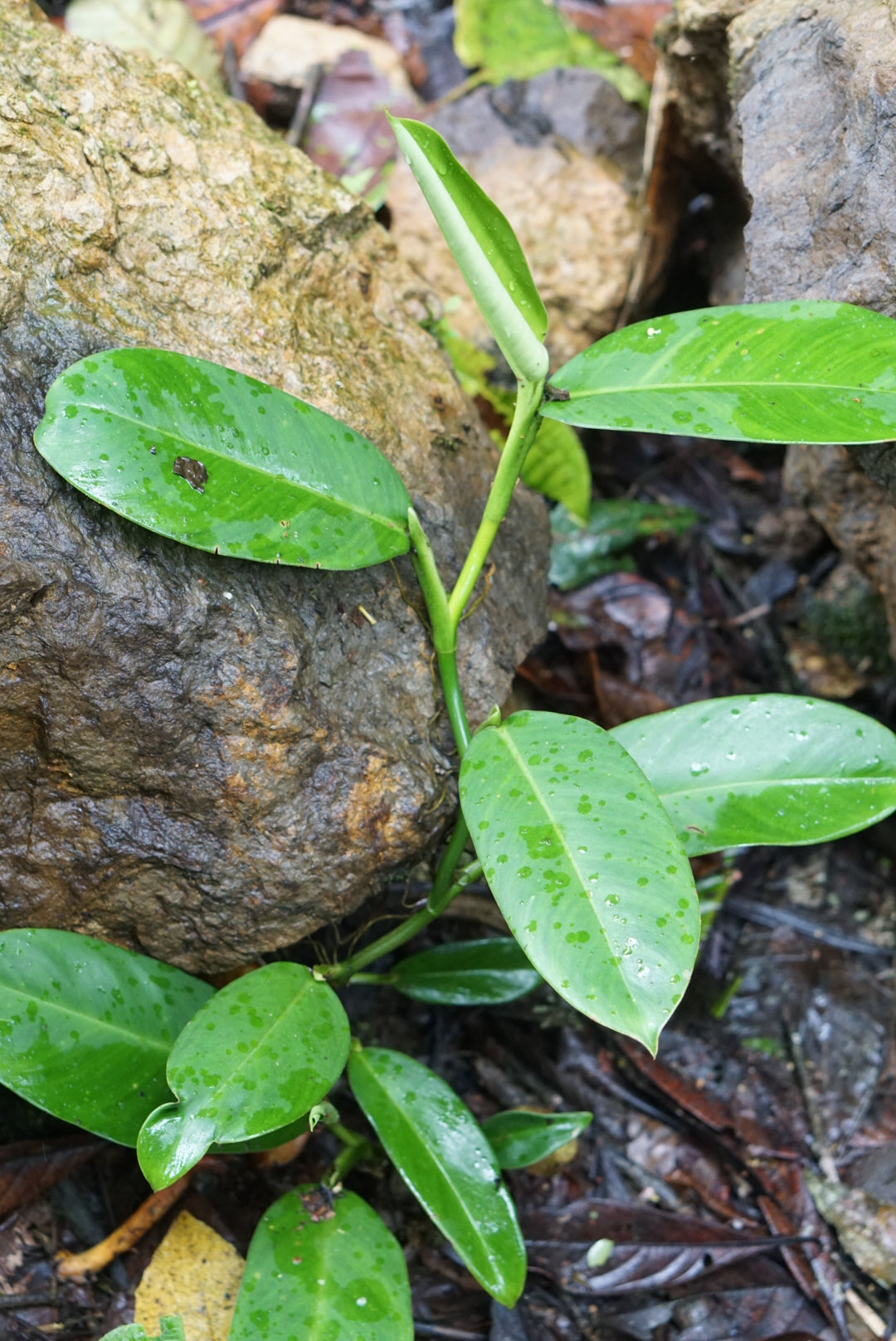 Philodendron aff. pendunculum